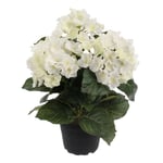 Hortensia vit, Mr Plant