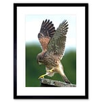 Wee Blue Coo Kestrel Bird Prey Raptor Action Art Picture Framed Wall Art Print