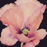 The Art Group Maggie Thompson (Delicate Pink Poppy) -Canvas Print 60 x 60cm, Wood, Multi-Colour, 60 x 60 x 1.3 cm