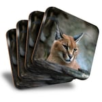 Set of 4 Square Coasters - Caracal African Lynx Cat  #3171