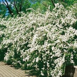 Planta Bukettspirea Omnia Garden 30-50cm Krukodlade