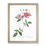 The Hudson Roses In Pink By Pierre Joseph Redoute Vintage Framed Wall Art Print, Ready to Hang Picture for Living Room Bedroom Home Office Décor, Oak A3 (34 x 46 cm)