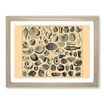 Encyclopaedia Shells Vintage Framed Wall Art Print, Ready to Hang Picture for Living Room Bedroom Home Office Décor, Oak A2 (64 x 46 cm)