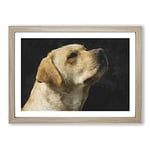 Big Box Art Golden Labrador Dog Vol.1 Painting Framed Wall Art Picture Print Ready to Hang, Oak A2 (62 x 45 cm)