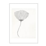 Poster & Frame - The Poster Club x Ana Frois poster 30x40 cm poppy