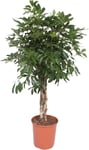 Schefflera Compacta, uden potte, 1 stk