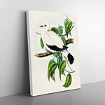 Torres Strait Fruit Pigeon Bird By Elizabeth Gould Vintage Canvas Wall Art Print Ready to Hang, Framed Picture for Living Room Bedroom Home Office Décor, 50x35 cm (20x14 Inch)