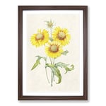 Big Box Art Yellow Blanket Flowers by Pierre-Joseph Redoute Framed Wall Art Picture Print Ready to Hang, Walnut A2 (62 x 45 cm)