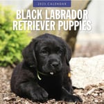 Black Labrador Retriever Puppies 2025 Square Wall Calendar (häftad, eng)