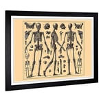 Big Box Art Framed Print of Encyclopedia Human Biology Skeleton Bones (2) Design | Wall Art Picture| Home Decor for Kitchen, Living Room, Bedroom, Hallway, Black, A2 / 24.5x18 Inch / 62x45cm