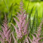 Planta Omnia Garden Astilbe Erika