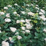 Björkspirea lat. Spiraea betulifolia 'Tor'