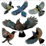 HERMA 15539 Lot de 30 autocollants pour vitres de fenêtre - Motif oiseaux de signalisation - 30 x 30 cm - Autocollants amovibles et réutilisables - Protection contre les oiseaux - En film rigide