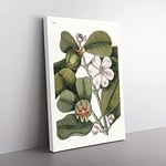 Big Box Art Balsam Tree Flowers by Mark Catesby Canvas Wall Art Print Ready to Hang Picture, 76 x 50 cm (30 x 20 Inch), White, Green, Brown, Green