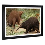 Big Box Art Framed Print of Vintage Karl Ludwig Hartig Echidna Design | Wall Art Picture | Home Decor for Kitchen, Living Room, Bedroom, Hallway, Black, A2 / 24.5x18 Inch / 62x45cm