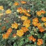 Omnia Garden Prydnadsbuske Ölandstok Orangegul Potentilla fruticosa Hopleys Orange, 3-pack GTG21520-3