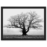 Artery8 Old Oak Tree Black White In Mist Fog Photo A4 Artwork Framed Wall Art Print