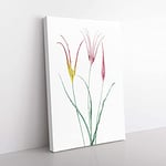 Big Box Art Horned Tulip Flowers by Pierre-Joseph Redoute Canvas Wall Art Print Ready to Hang Picture, 76 x 50 cm (30 x 20 Inch), White, Grey