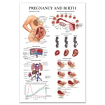 Graviditet & födsel affisch i högblank PET-plastfilm engelsk