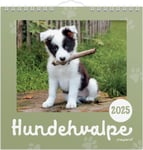 Mayland 2025 Vægkalender Mini, hundehvalpe