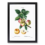 Big Box Art Apple Tree Branch by Pierre-Joseph Redoute Framed Wall Art Picture Print Ready to Hang, Black A2 (62 x 45 cm)