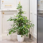 YouGarden Weeping Fig Houseplant, Ficus benjamanica Exotica, Established Plant in 21cm Pot, 90cm Tall, Supplied as an Easy Care Weeping Fig Houseplant for The Home or Office