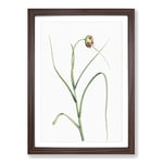 Big Box Art Garlic Flower in Bloom by Pierre-Joseph Redoute Framed Wall Art Picture Print Ready to Hang, Walnut A2 (62 x 45 cm)