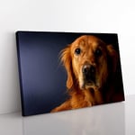 Big Box Art Golden Retriever Dog 2 Canvas Wall Art Print Ready to Hang Picture, 76 x 50 cm (30 x 20 Inch), Multi-Coloured