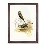 Blue Banded Grass Parakeet Birds By Elizabeth Gould Vintage Framed Wall Art Print, Ready to Hang Picture for Living Room Bedroom Home Office Décor, Walnut A3 (34 x 46 cm)