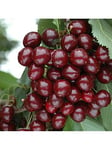 You Garden Compact Sweet Cherry Bush 'Porthos' 3L Potted Plant