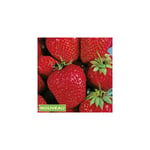 Fabre Graines - fraisier san andreas - 20 plants - Fruitiers