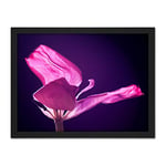 Wee Blue Coo Purple Tulip Petals Macro Artwork Framed Wall Art Print 18X24 Inch