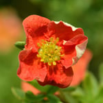 Omnia Garden Prydadsbuske Ölandstok Röd Potentilla fru Marian Red Robin, 3-pack GTG21550-3