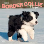 Border Collie Puppies 2025 Square Wrap