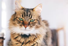 Cute cat looking angry with green eyes sitting on table Maine coon with funny emotions relaxing indoors Adorable furry friend adoption concept