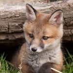 Fox Cub Greeting Sound Card By Really Wild Cards