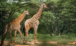 A pair of giraffe walking through the trees in the bush in a national park in South Africa