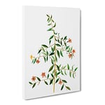 Goji Berry Tree Flowers By Pierre Joseph Redoute Vintage Canvas Wall Art Print Ready to Hang, Framed Picture for Living Room Bedroom Home Office Décor, 24x16 Inch (60x40 cm)