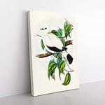 Big Box Art Torres Strait Fruit Pigeon by Elizabeth Gould Canvas Wall Art Print Ready to Hang Picture, 76 x 50 cm (30 x 20 Inch), White, Beige, Green, Black