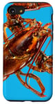 Coque pour iPhone SE (2020) / 7 / 8 Photo de homard