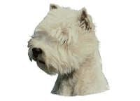 West highland white terrier hode Westie - klistremerker