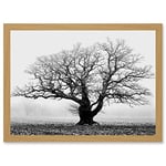 Artery8 Old Oak Tree Black White In Mist Fog Photo A4 Artwork Framed Wall Art Print