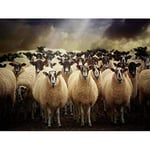 Wee Blue Coo Sheep Flock Farm Animal Wall Art Print Mur Décor 30 x 41 cm