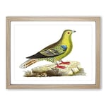 Madagascar Pigeon Bird By George Shaw Vintage Framed Wall Art Print, Ready to Hang Picture for Living Room Bedroom Home Office Décor, Oak A2 (64 x 46 cm)