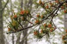 Wide View of Tiny Pine Cone Buds