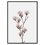 Poster Gallerix Magnolia Flower