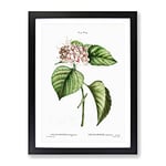 Chinese Glory Bower Flowers By Pierre Joseph Redoute Vintage Framed Wall Art Print, Ready to Hang Picture for Living Room Bedroom Home Office Décor, Black A4 (34 x 25 cm)