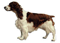 World Stickers Welsh springer spaniel - klistremerker