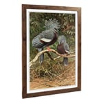 Big Box Art Framed Print of Vintage W Kuhnert Victoria Crowned Pigeon Design | Wall Art Picture | Home Decor for Kitchen, Living Room, Bedroom, Hallway, Walnut, A2 / 24.5x18 Inch / 62x45cm