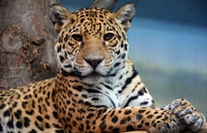 Jaguar is a cat a feline in the Panthera genus only extant Panthera species native to the Americas Jaguar is the third-largest feline after the tiger and lion and the largest in the Americas